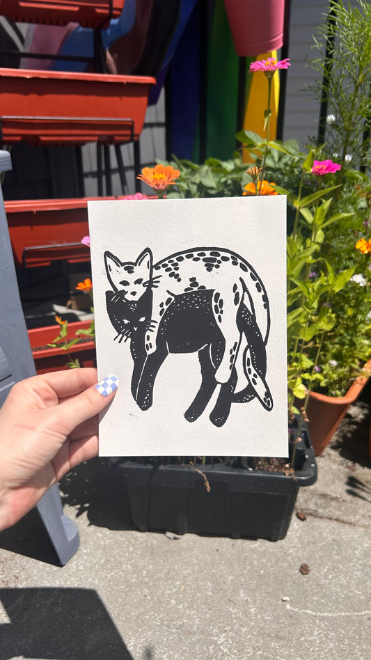 “Catstellations”